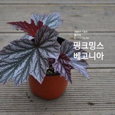 베고니아핑크밍스