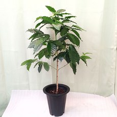[하늘꽃농원] 공기정화식물 커피나무대품 아라비카