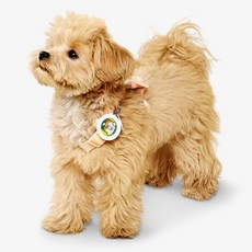 Pet Life 12개 강아지 진드기 클립 퇴치제 모기 벌레 예방 PLQC-02