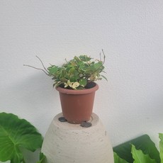 무늬백화등분재