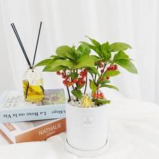 봄까지 빨간열매를 볼 수 있는 천냥금 금전운식물, 1개