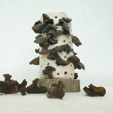 국내산 생 목이버섯, 1박스, 800g