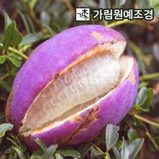 으름나무 대과종 유실수 가림원예조경