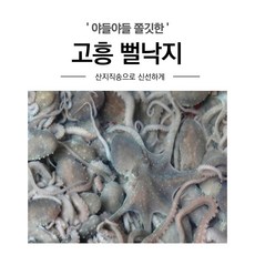 산지직송 고흥 뻘 낙지 중.소낙지(1미당 60~100g), 1개