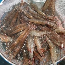 팔금도왕새우