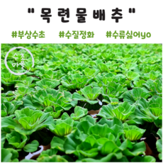 <수초마을> 물 위 부상수초 목련물배추 4뿌리 초보수초 수초 구피 새우 은신처, 1개