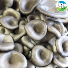 담백하고 부드러운 보령 느타리버섯 2kg, 단품