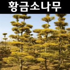 황금소나무 TOP01