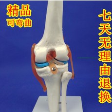 해외 인체 발목 모형 발 관절 모형 인체 모형 발목 모형 사람, 옵션02