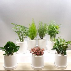 실내 거실 집들이 축하화분 특 대 중 소 도자기화분에 사진그대로 실내인테리어 개업 이전 사무실오픈 승진축하, 대중소선택, 16번 만냥금대형