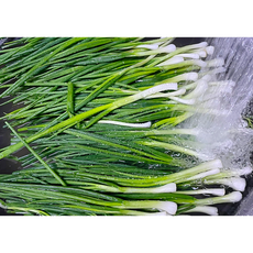 [국내산] 깨끗한 손질 싱싱한 농장직송 당일선별 쪽파 깐쪽파 1단, 1개, 850g
