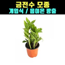 돈들어오는나무