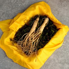 [더조은] 세척 풍기인삼 6년근 수삼 (콩난) 500g 벌크, 1개, 상세 설명 참조