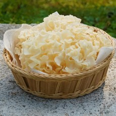 베카글루간 필수 아미노산 풍부 생꽃송이버섯 1kg / 전복장추천 소라장 청정지역, 1개