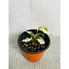 칼라데아퓨전화이트