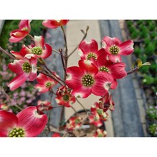 (떡잎상가) 미산딸나무 산딸나무 초특가, 1개