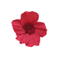 849228d1db82aa12485a25637f2fd6cc6204ea56f24faa4a5bcd6a8a0ca6.png