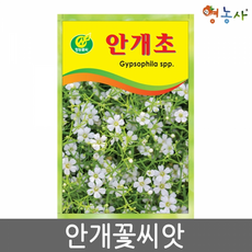 안개초씨앗 200립 안개꽃씨앗 꽃씨앗 꽃씨 씨앗 종자, 안개초
