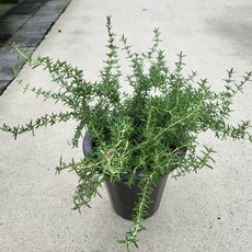 클리핑로즈마리