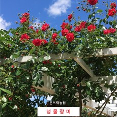 넝쿨장미(온뜨락농원)