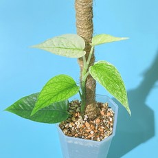 에피프레넘피나텀