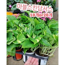 마블스킨답서스