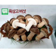 육삼고버섯 송화버섯 프리미엄 1kg 항암효과 면역력향상 친환경(원산지 강원도평창), 1박스