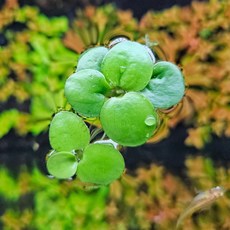 [착한수초] 청포도같은 수질정화 부상수초 아마존 프로그비트 6뿌리 구피은신처 초보수초