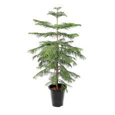 아라우카리아대형