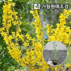 개나리28323-2