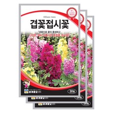 겹꽃 접시꽃 씨앗 30립x3봉 /겹접시꽃 혼합종, 3개