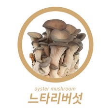야과몰 맛 영양 건강을 동시에 느타리버섯(특) 2kg, 1박스
