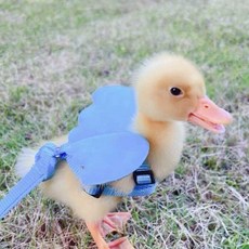 오리하네스 병아리 새끼 소형 애완 동물 산책 하네스, 1개, 14.당근블랙+견인로프(2.4-4.8kg)