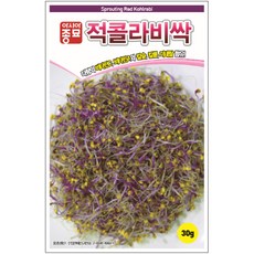 아시아종묘 새싹씨앗 적콜라비싹(1kg), 1개