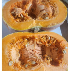 국산늙은호박 늙은호박 늙은호박채 맷돌호박 국내산늙은호박 단호박 호박즙 눍은호박 호박죽, 1개, 5kg