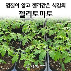 [모종심는아빠] 껍질이 얇고 젤리같은 식감의 젤리토마토