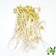 사라상회 찜용 콩나물 8Kg