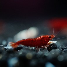 5960d2672582dd246f259e33df56385522331c279b8d1cce4fb06b17ae08.jpg