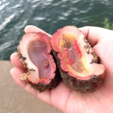 햇 자연산 돌멍게 해녀채취 산지직송 멍게, 1박스, 1kg(자연산멍게)