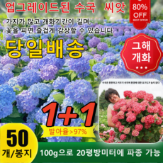 수국 TOP01