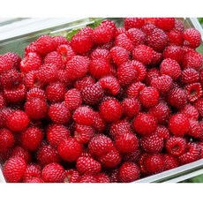 생딸기프레지에케이크