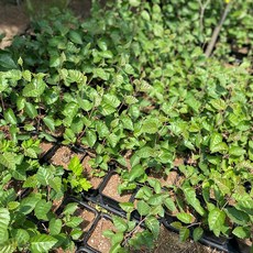 잭큐몬티도랜보스