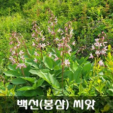 [해피플라워] 야생화 백선 봉삼 씨앗 20립 / 봄 여름 가을 파종 꽃씨, 1개