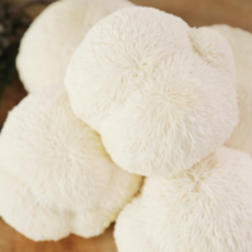제철 산지직송 생 노루궁뎅이 버섯 당뇨병아 가랏, 1박스, 1kg