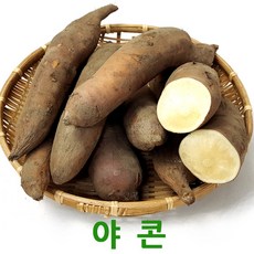 국내산 야콘10kg 생야콘 웰빙푸드 싱싱지오, 국내산 생야콘(특품)10kg, 국내산 생야콘(특품)10kg