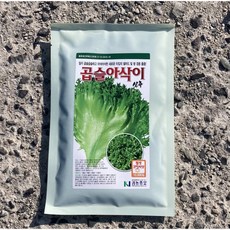  상추종자/곱슬아삭이상추10 000립/코팅씨앗/쌈+샐러드겸용 