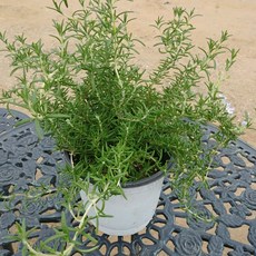 로즈마리수경재배