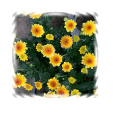 964ea306e90fcba4512faeffe8b7d40f8a0b8c9c7ef9a107dcdb955580e6.png