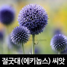 청도산딸기따기