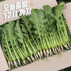 포천 싱싱 어린 열무 얼갈이 채소한의 식탁, 어린열무4kg, 1개